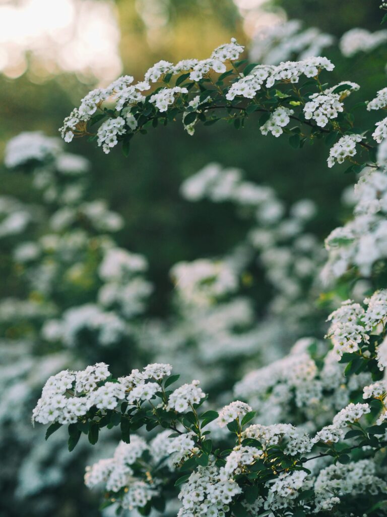 naturopathe